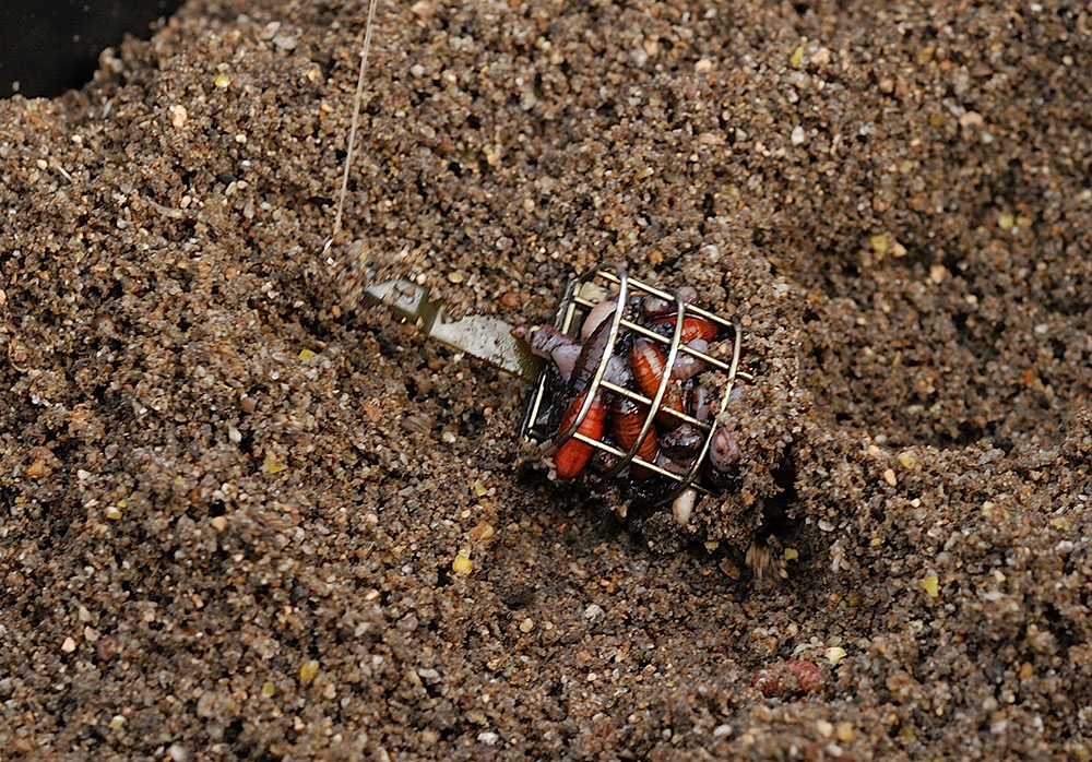 Full of natural goodness - Alan's mini Drennan cage feeder loaded with casters, chopped worm and squatts. Ideal bream feed