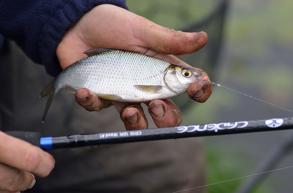 The sensitivity of the fine glass tips enabled Alan to catch small fish before the better bream moved in to feed. Smaller fish like these could prove vital on a hard winter match or simply to avoid the dreaded dry net on a pleasure session.
