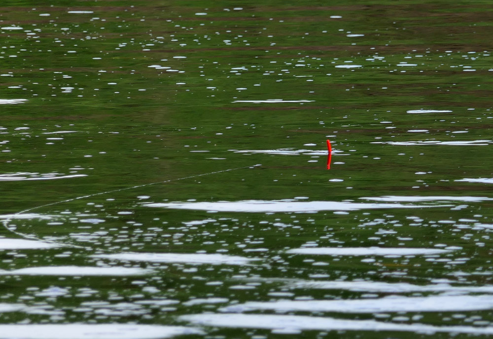 Good presentation - You can see the reel line floating perfectly behind the tip of the slider float - just how it should be for clean striking