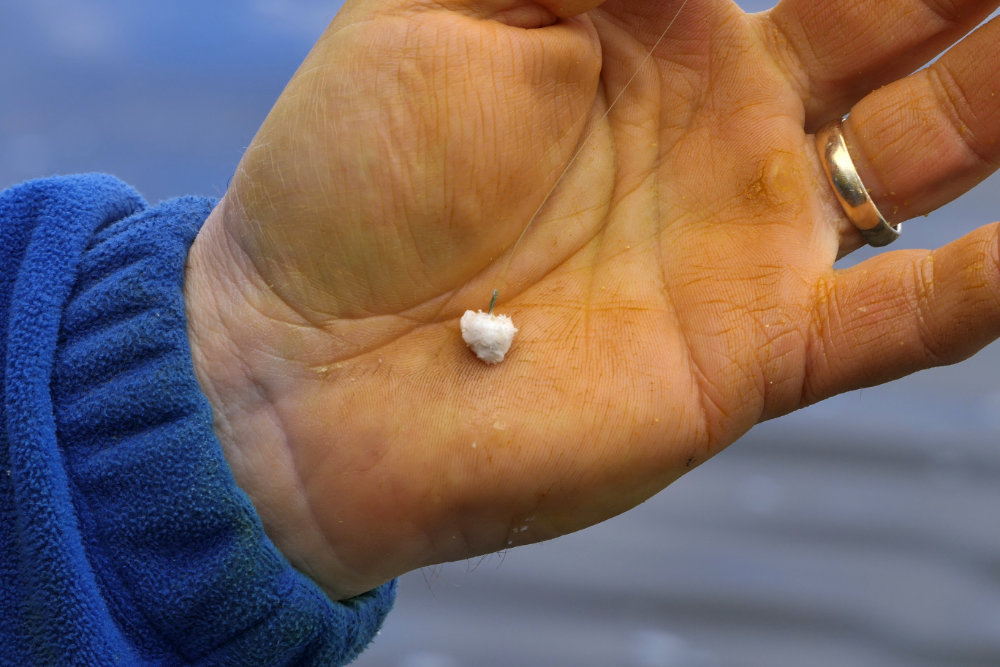 Natural Goodness - What self-respecting winter river roach can resist a piece of punched bread