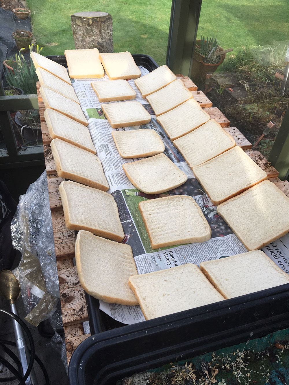 River Float Fishing with Punched Bread: Shhhhh!!! Don’t tell Mrs Barnes. Alan likes to dry the bread and make it go stale and he does it by laying out slices on trays in his wife’s greenhouse!