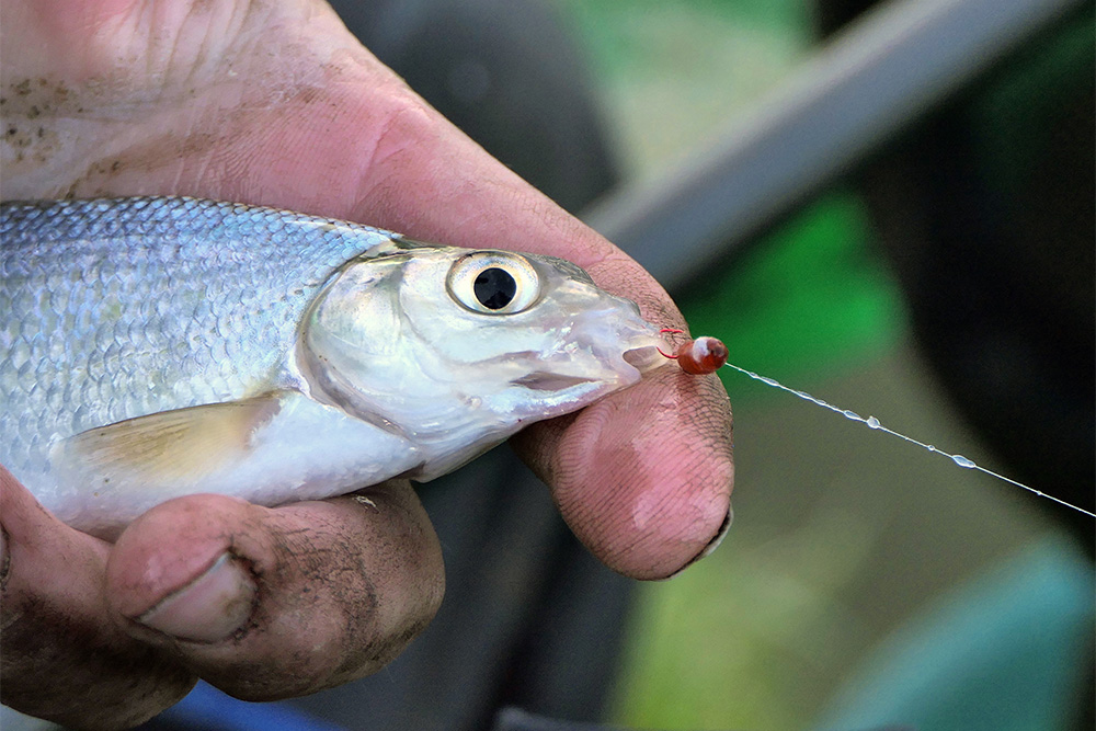 A Lancaster Canal hybrid that could not resist a caster. You can see the red-coloured Kamasan B512 hook.