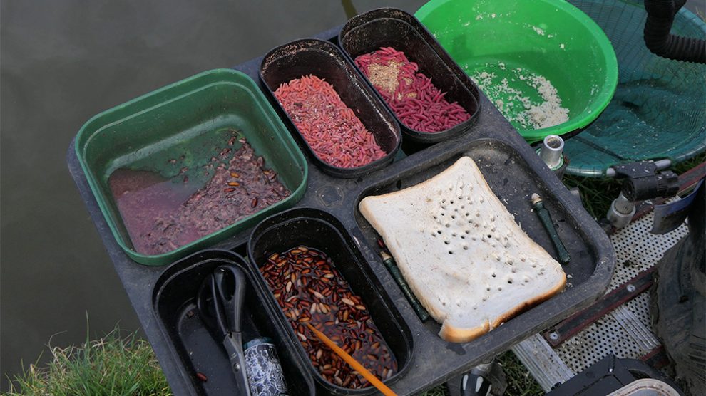 Alan’s bait tray - containing chopped worm, casters, pinkies, bread punch and big maggots