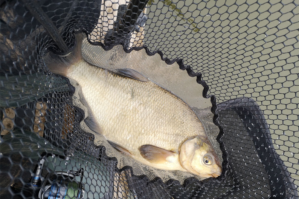 Feeder Fishing for Bream