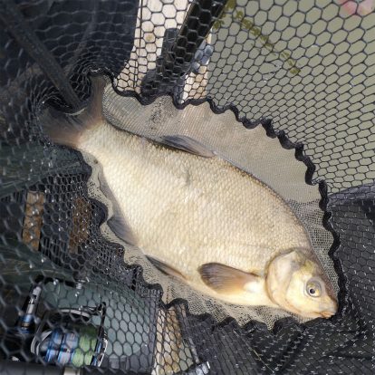 Feeder Fishing for Bream