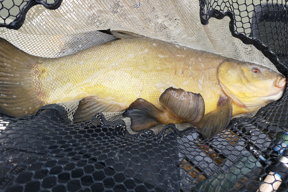 Feeder Fishing for Bream