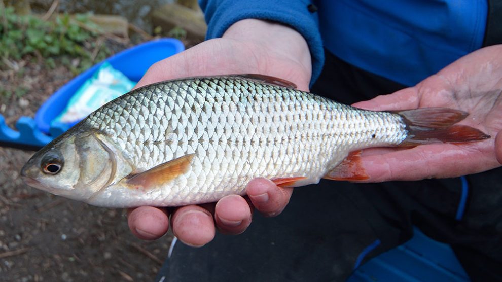 Pole Fishing at Woodland Waters