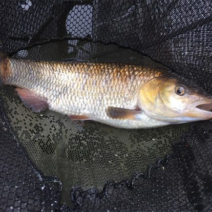 A typical chub from a snaggy peg requiring strong gear.