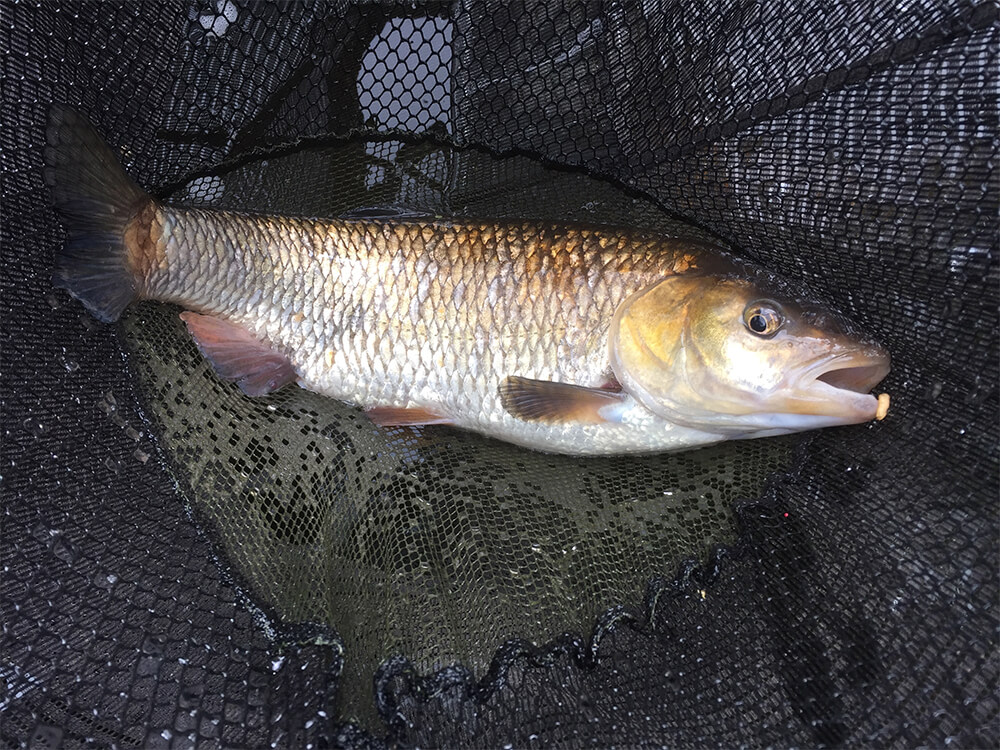 A typical chub from a snaggy peg requiring strong gear.