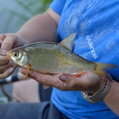 Feeder Fishing on Slow Rivers