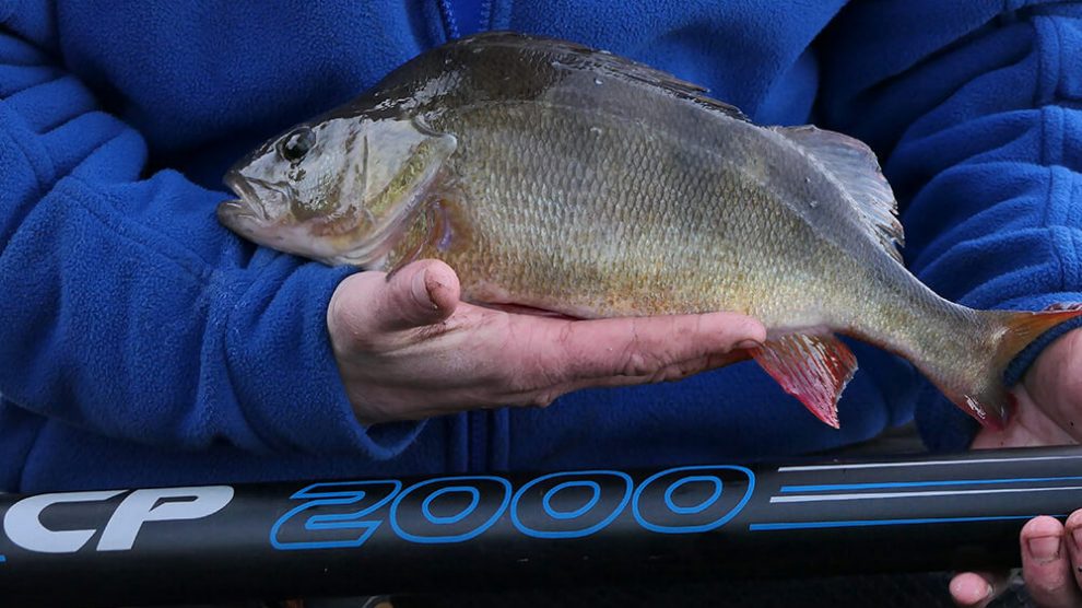 Perch Fishing on Winter Canals