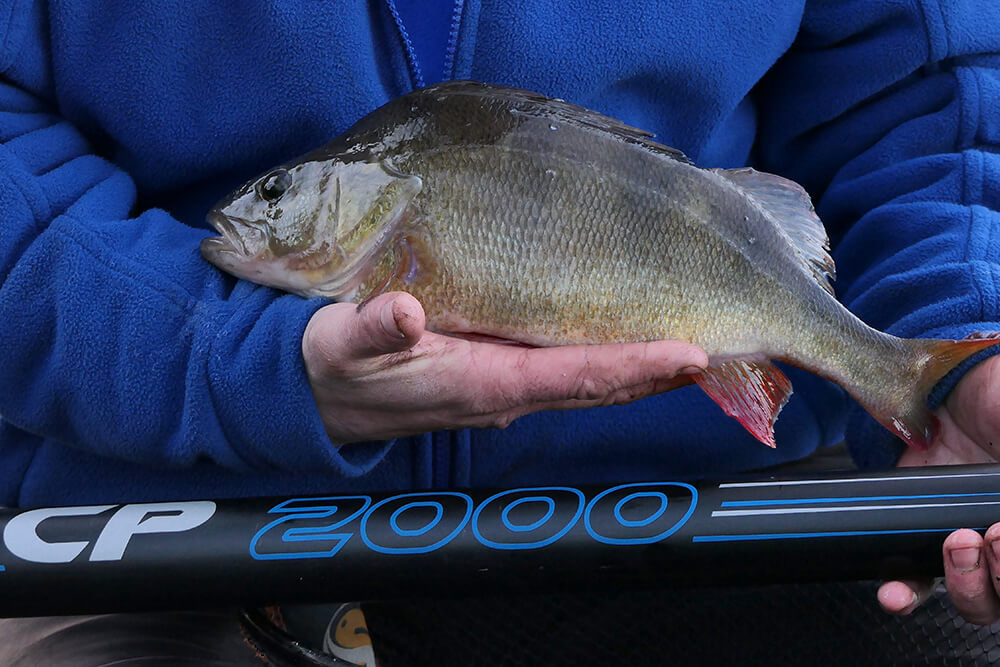 Perch Fishing on Winter Canals