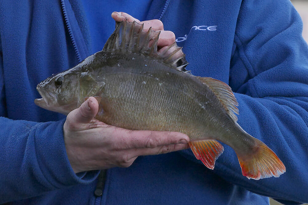 Perch Fishing on Winter Canals