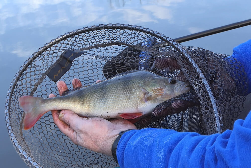 Perch Fishing on Winter Canals