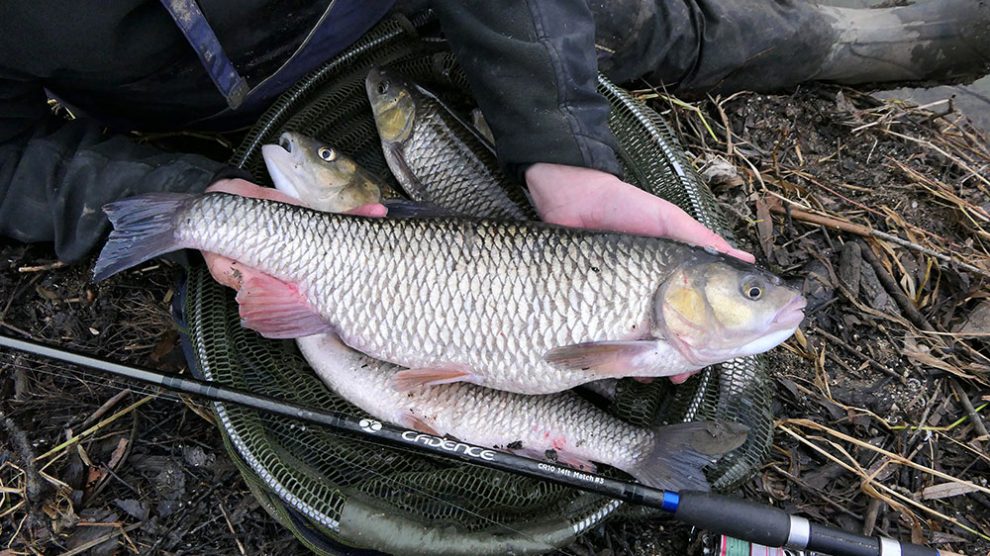 Warwickshire Avon Chub Fishing with Bread