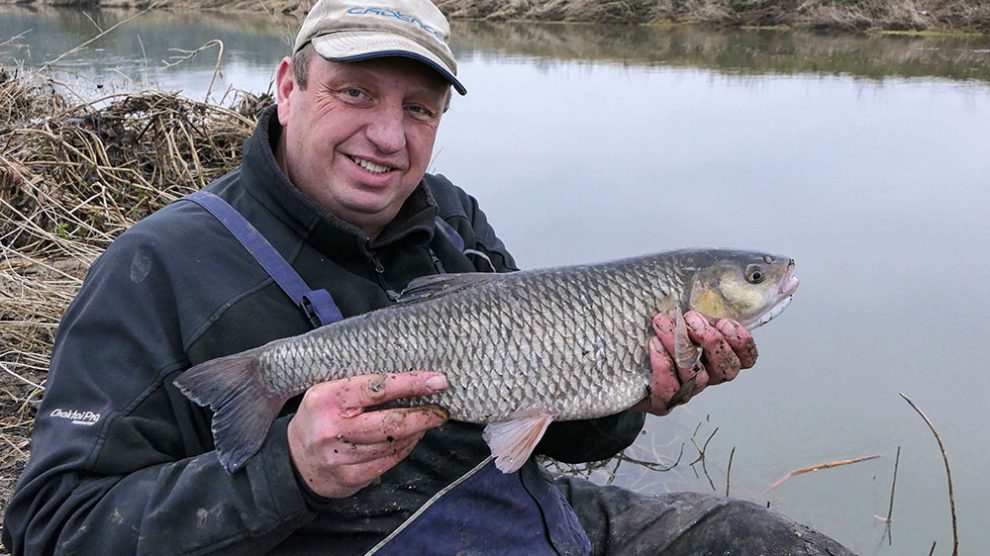 Warwickshire Avon Chub Fishing with Bread