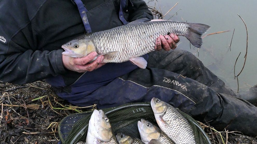 Warwickshire Avon Chub Fishing with Bread