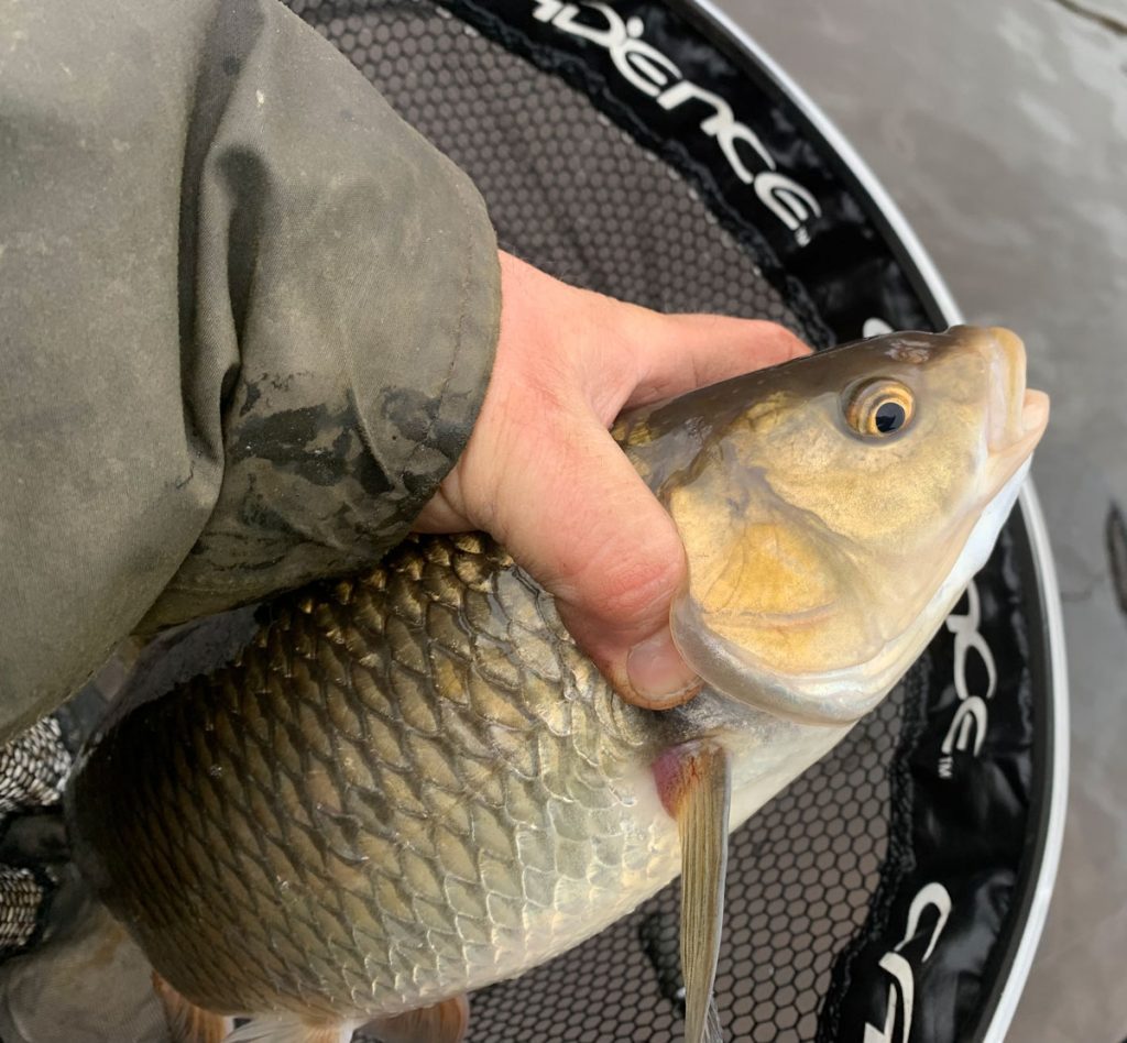 Chub Fishing on the River Ribble