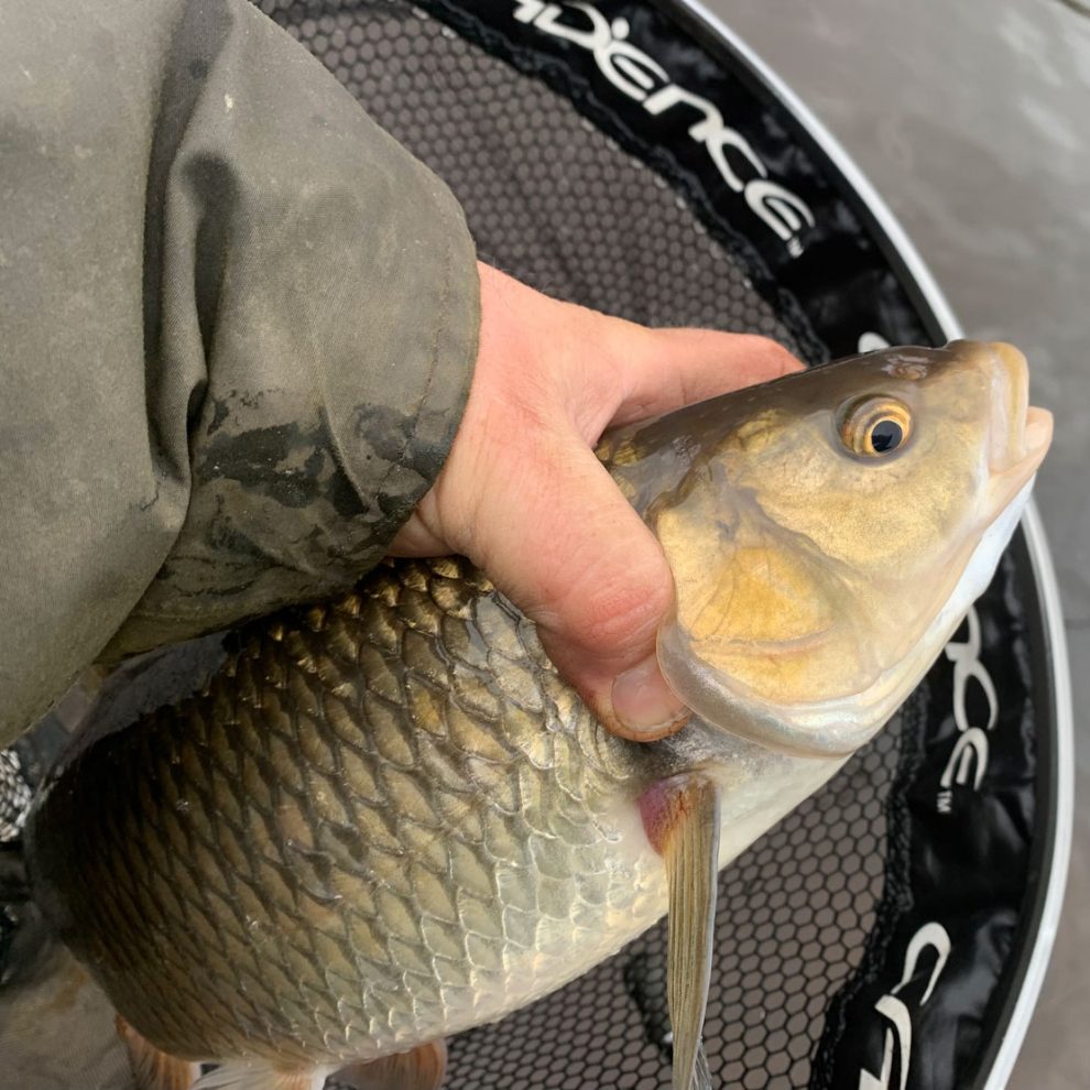 Chub Fishing on the River Ribble