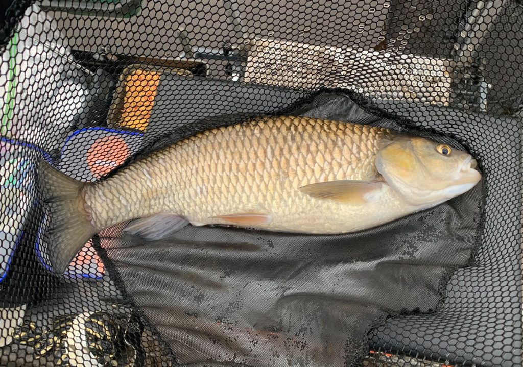 River Ribble Chub