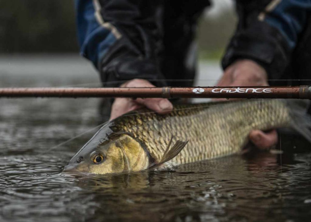 Cadence Fishing Specimen Rods