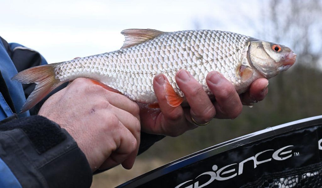 Canal Fishing