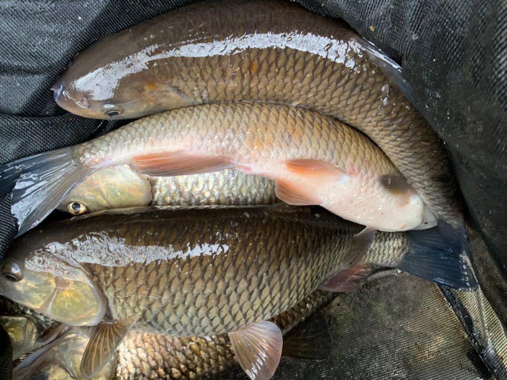 Stick Float Fishing on Rivers