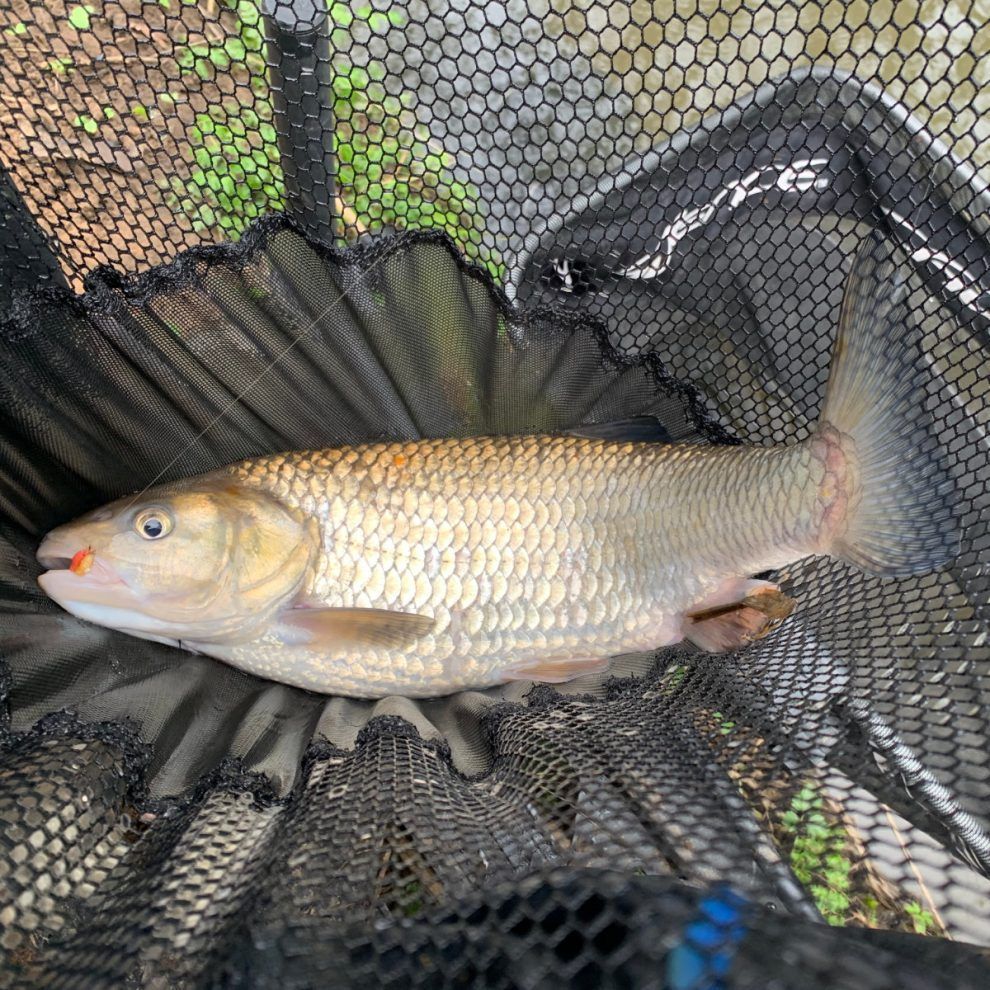 Stick Float Fishing on Rivers