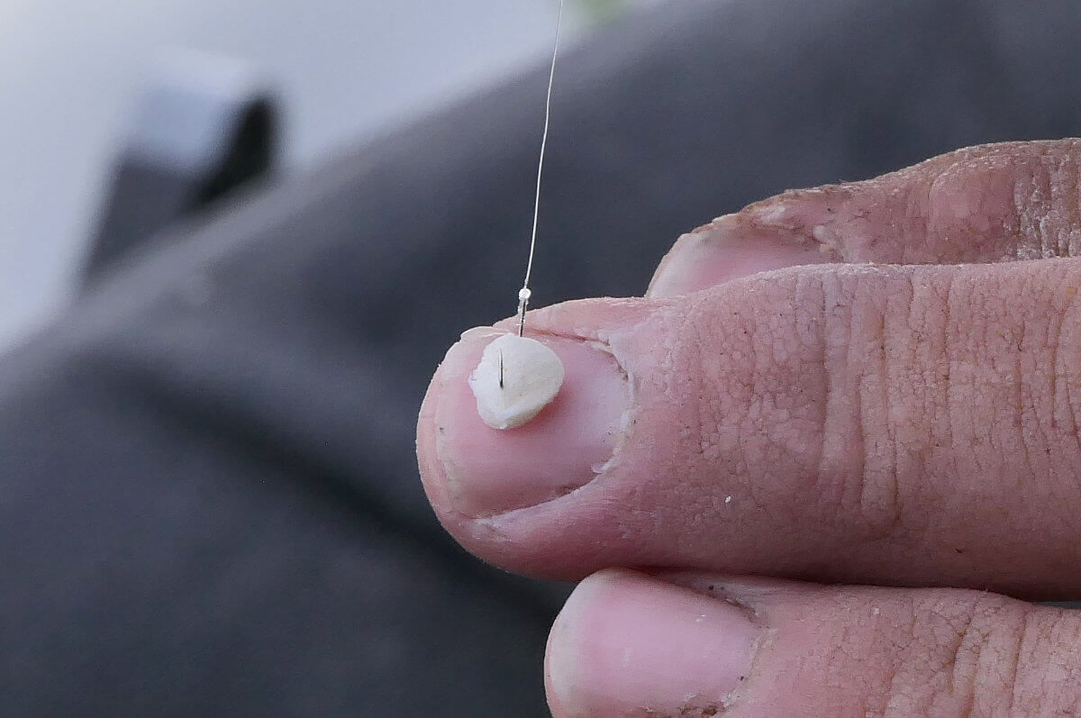 Bread Fishing on Natural Venues - Coarse Fishing - Cadence Fishing