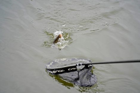 Silver fish catching