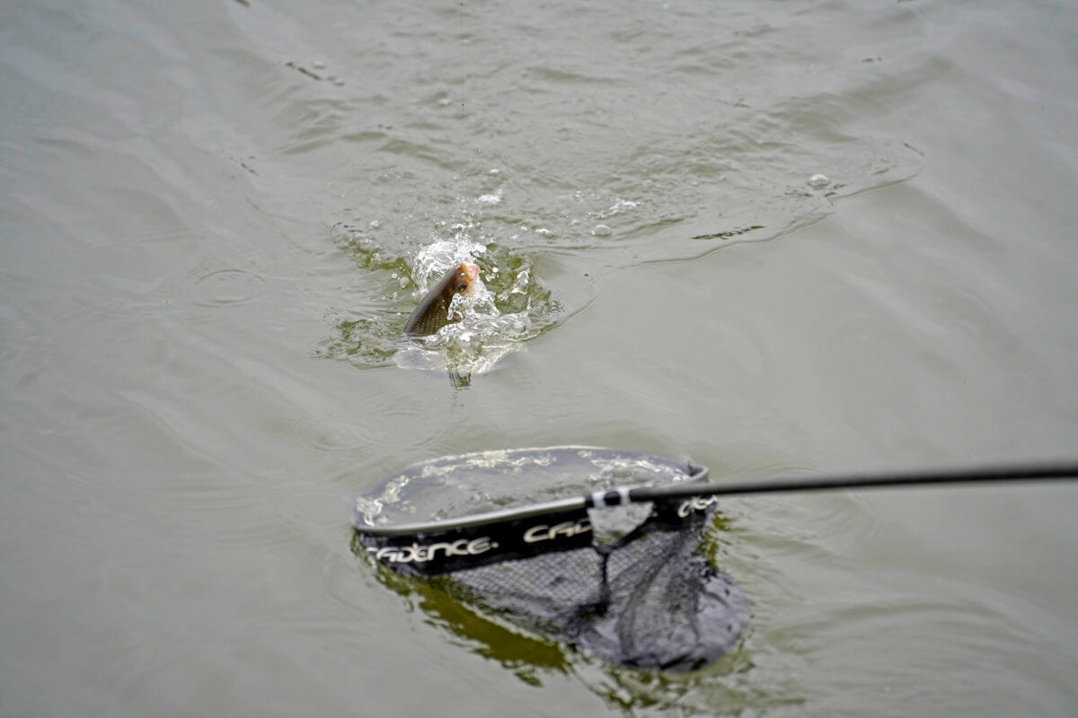 Silver Fish Fishing with a Waggler Rod - Cadence Fishing