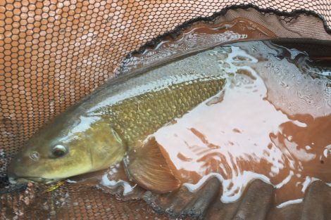 River Severn Fishing Holiday