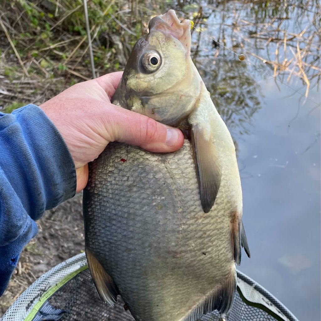 Steven Cowley on the Cadence CR10 10ft and 11ft Feeder Rods