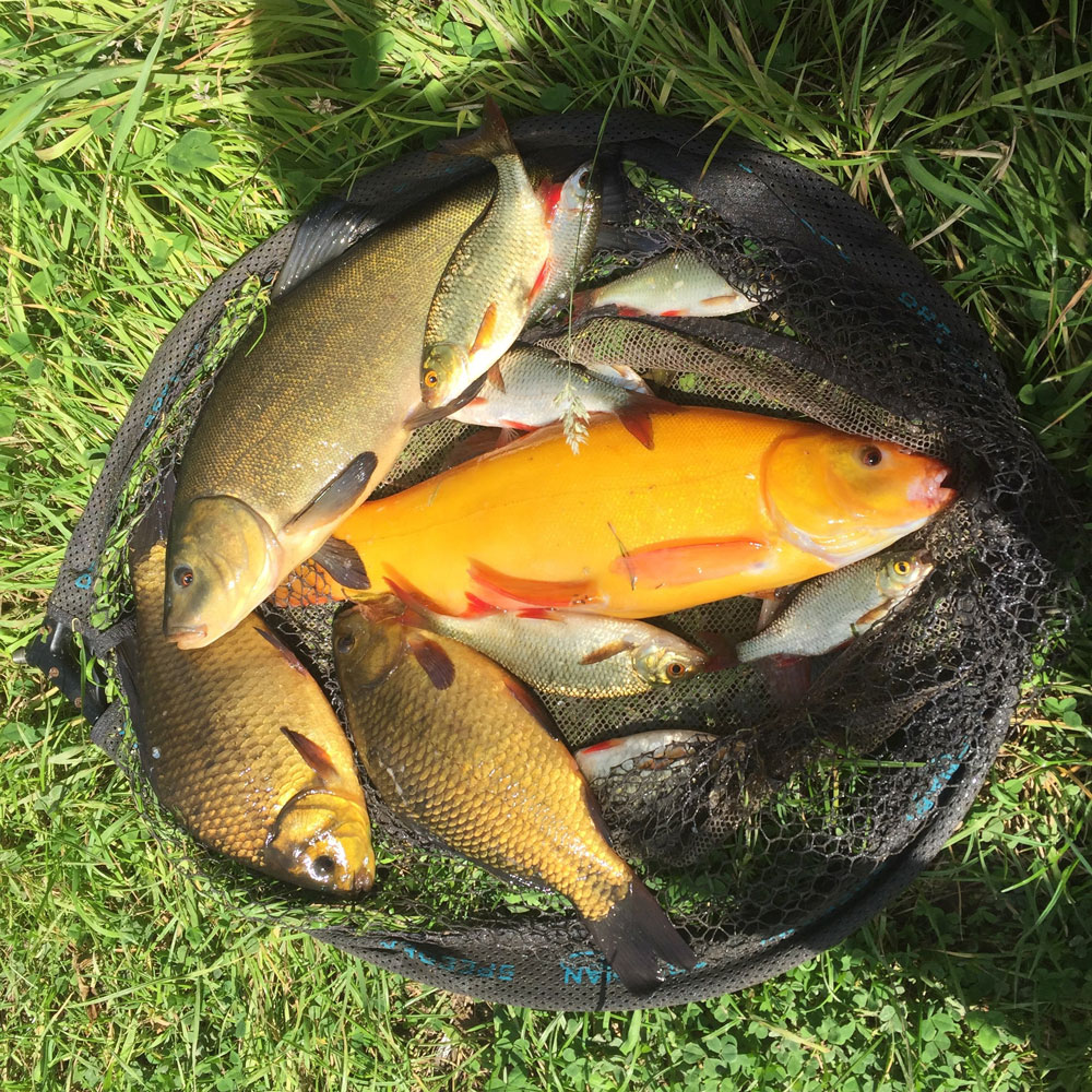 Crucian Carp - Searching for Gold - Cadence Fishing