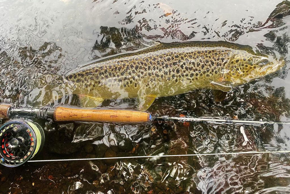 Tungsten Nymphs for Migratory Trout - Cadence Fly Fishing