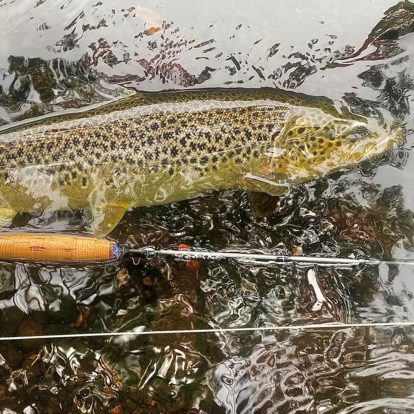 Tungsten Nymphs for Migratory Trout