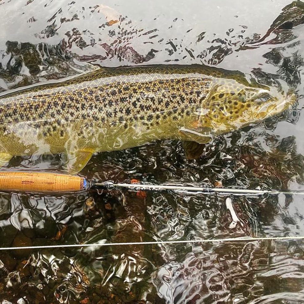 Tungsten Nymphs for Migratory Trout - Cadence Fly Fishing