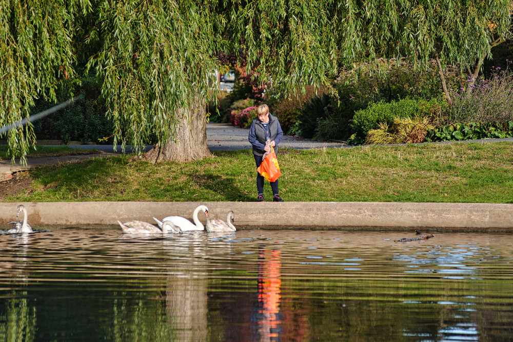 Feeding ducks