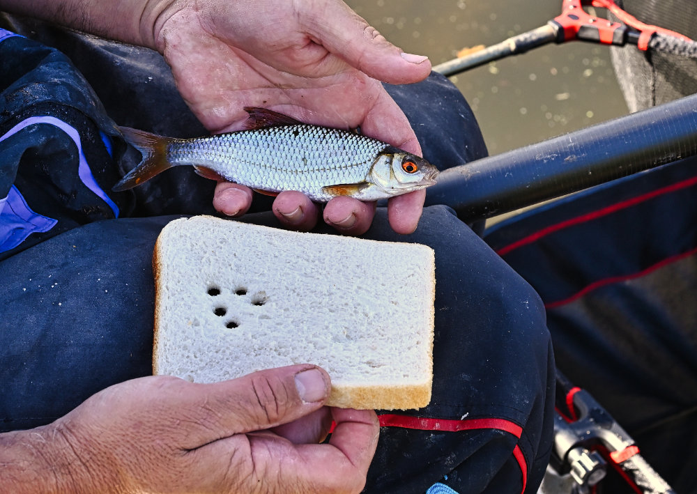 Roach feeding on bread punch