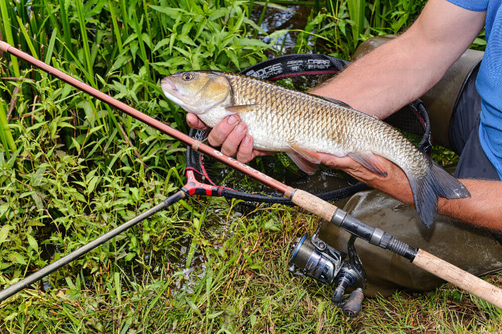 Chub fishing on the Avon