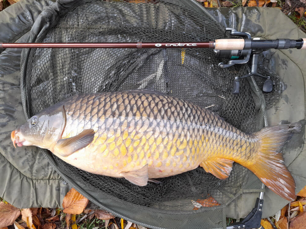 River carp