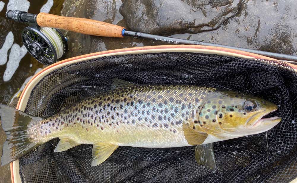 Brown trout on Dark Olive