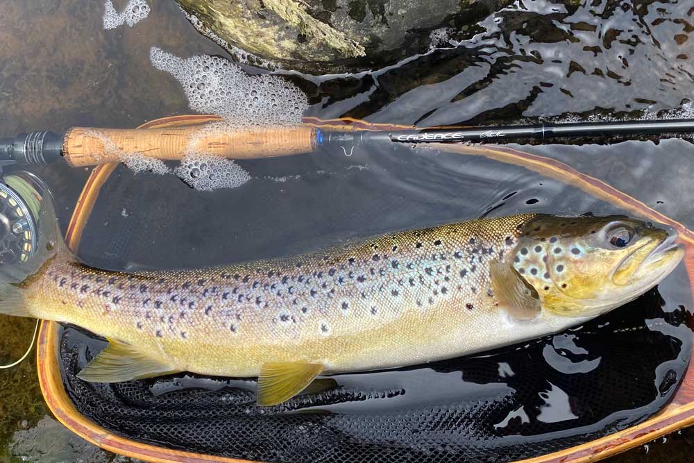 Brown trout on Dark Olive