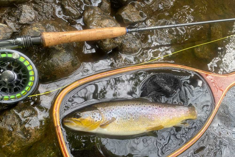 Brown trout on Dark Olive