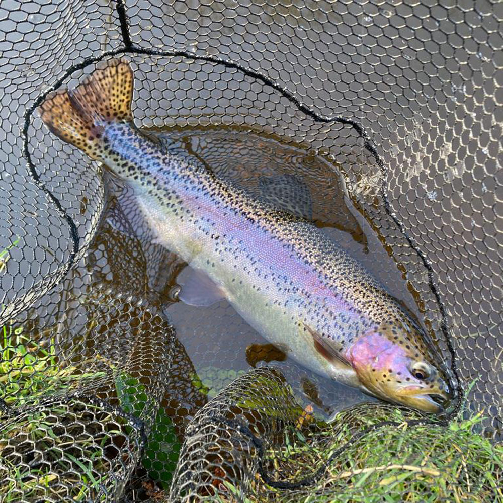 Rainbow Trout