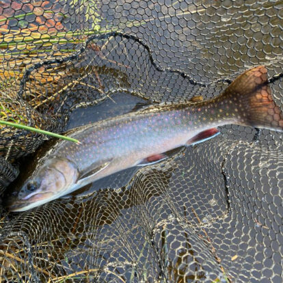 Jasons first spartic trout