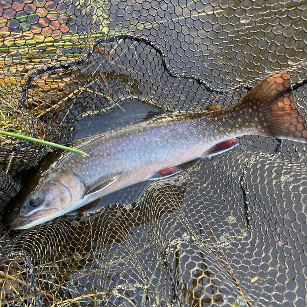 Two Monster Rainbow Trout - Personal Best on 2lb Test 