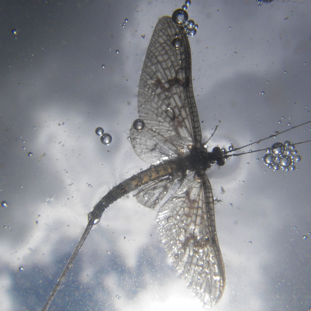 Mayfly Fishing on Sheelin