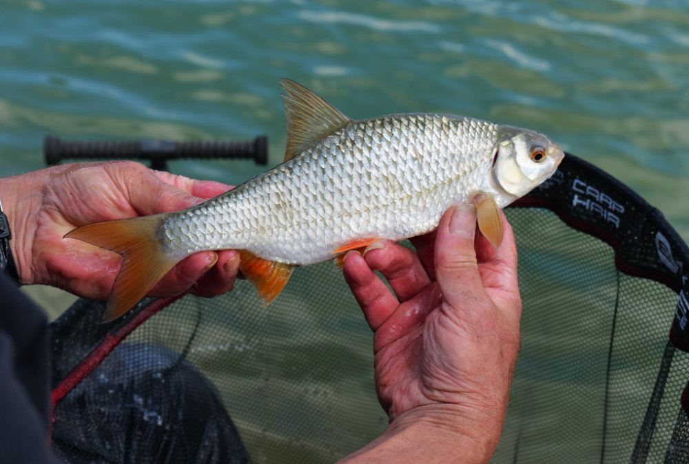 Feeder fishing with Dave Coster