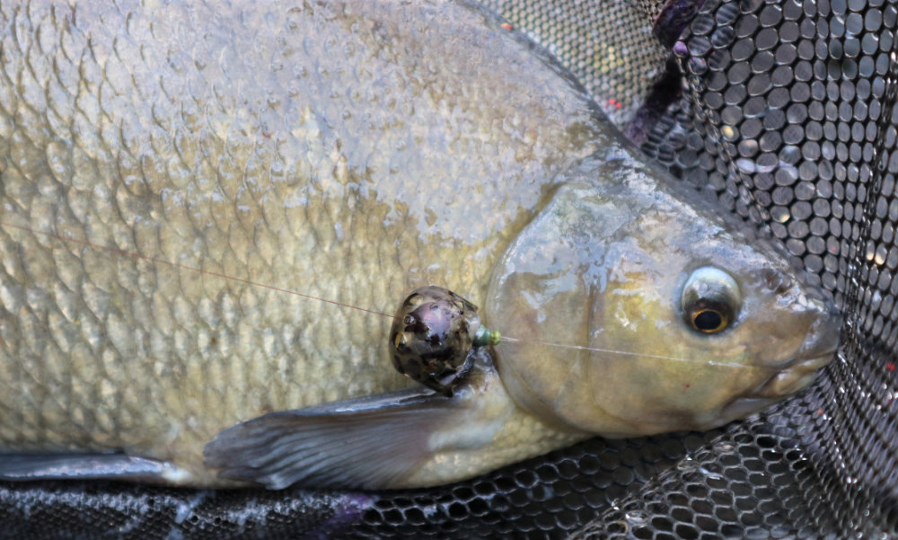 Feeder fishing with Dave Coster